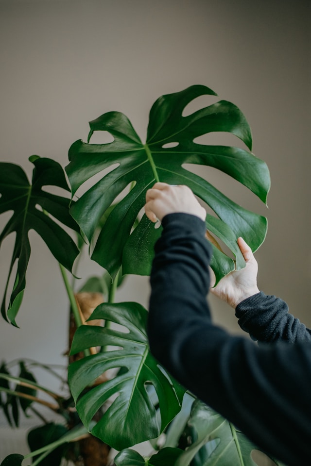 How to Keep Your Houseplants Alive and Thriving: The Complete Guide
